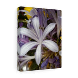 Canvas Gallery  Nia's -Decter "Jasmine Orchid"