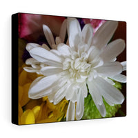 Canvas Gallery Wraps Nia's White Dahlia Flower