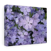 Canvas Gallery Wraps- Nia's Lavender flowers