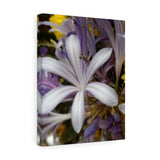 Canvas Gallery  Nia's -Decter "Jasmine Orchid"