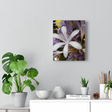 Canvas Gallery  Nia's -Decter "Jasmine Orchid"