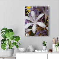 Canvas Gallery  Nia's -Decter "Jasmine Orchid"