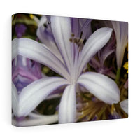 Canvas Gallery  Nia's -Decter "Jasmine Orchid"