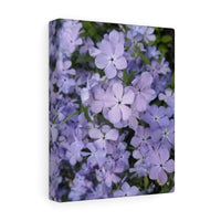 Canvas Gallery Wraps- Nia's Lavender flowers