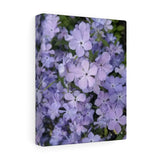 Canvas Gallery Wraps- Nia's Lavender flowers