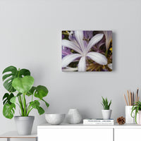 Canvas Gallery  Nia's -Decter "Jasmine Orchid"